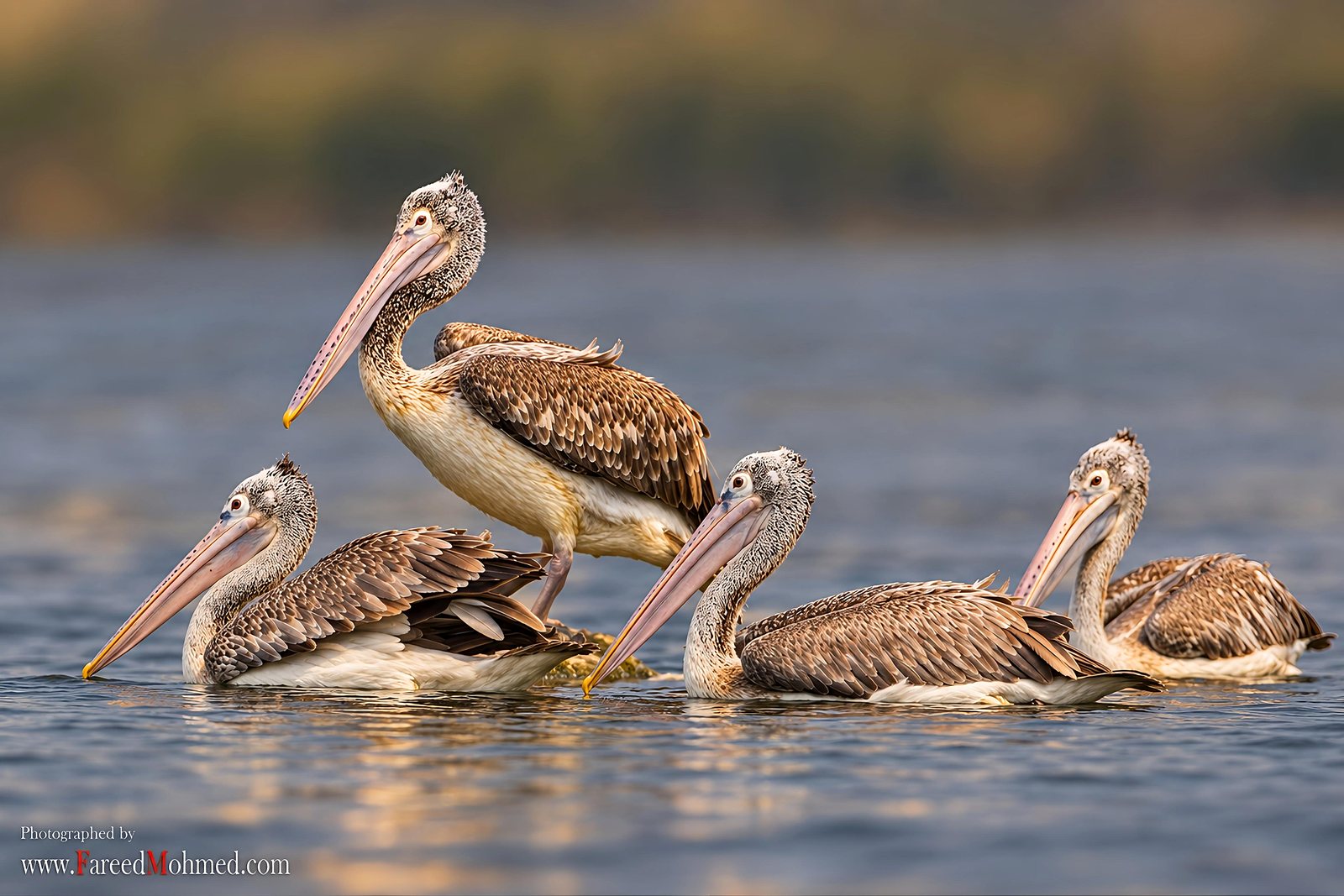 Spot-billed Pelican photographed in India by Fareed Mohmed