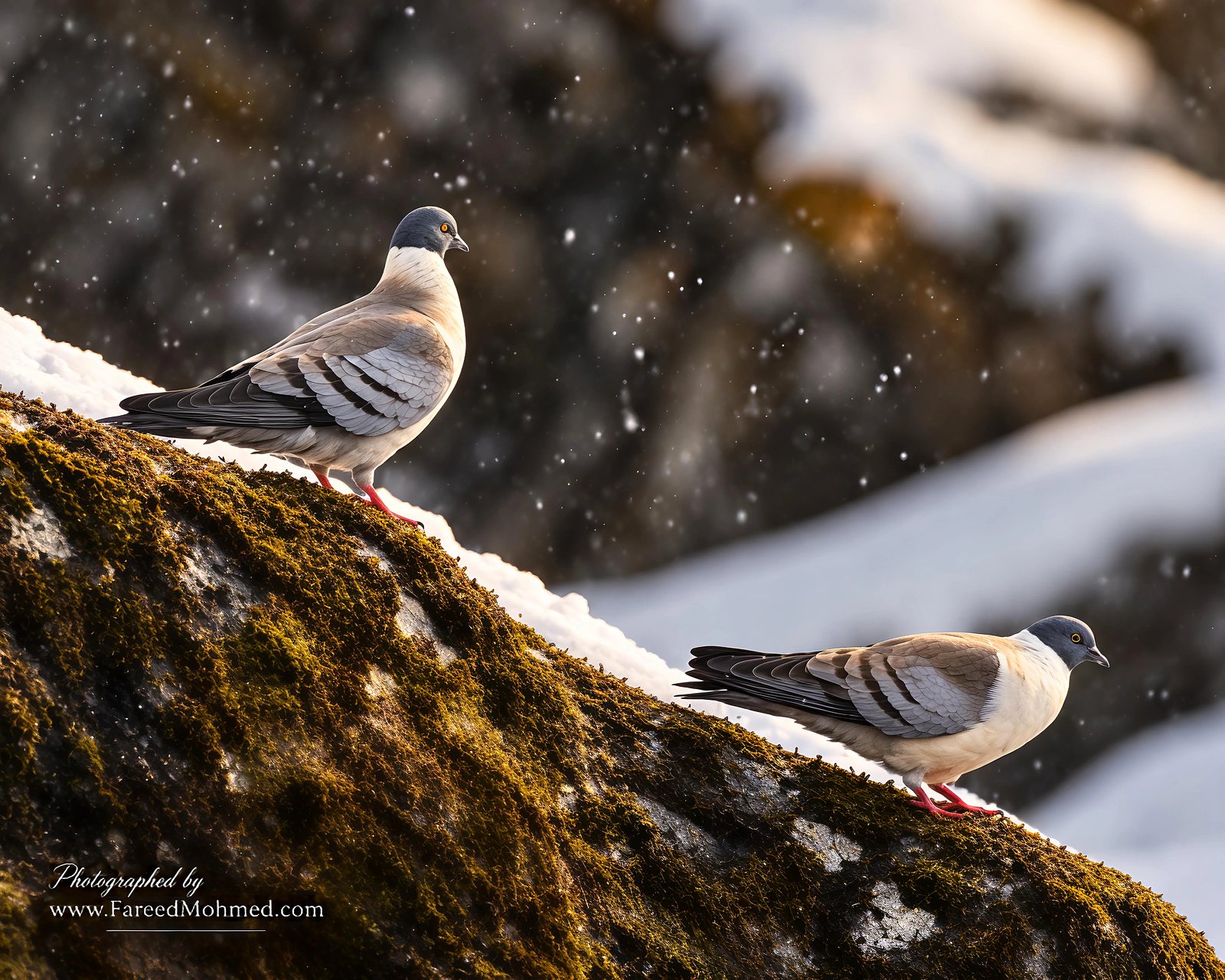 Snow Pigeon photographed in India by Fareed Mohmed