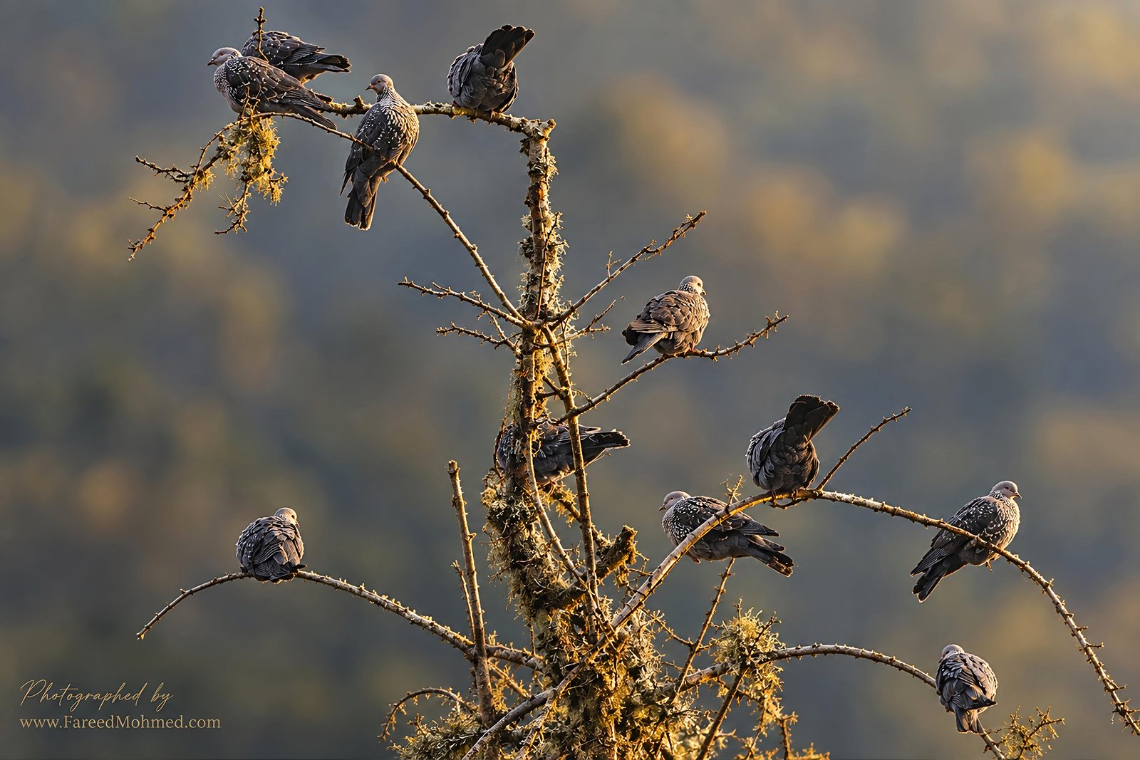 Speckled Wood-Pigeon photographed in India by Fareed Mohmed