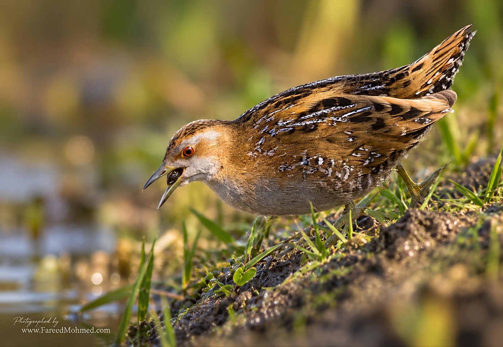 Baillon's Crake photographed in India by Fareed Mohmed
