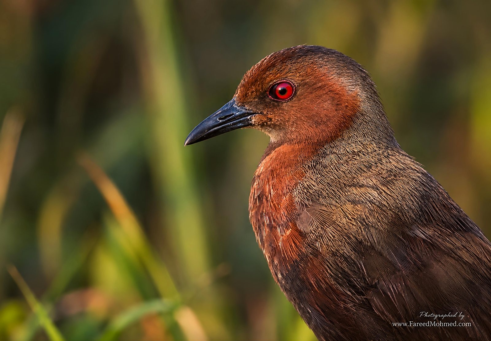 Ruddy-breasted Crake photographed in India by Fareed Mohmed