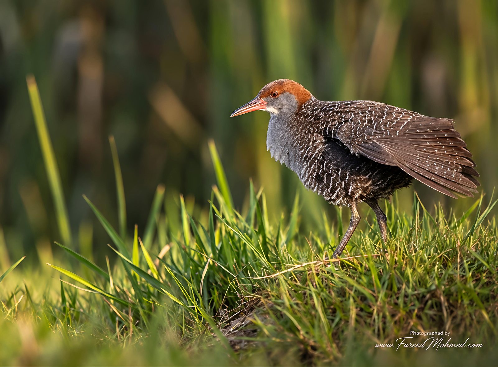Slaty-breasted Rail photographed in India by Fareed Mohmed