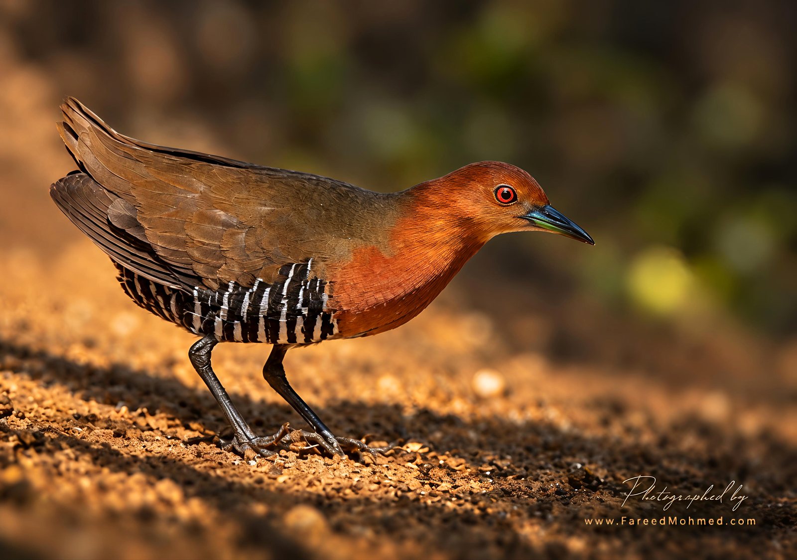 Slaty-legged Crake photographed in India by Fareed Mohmed