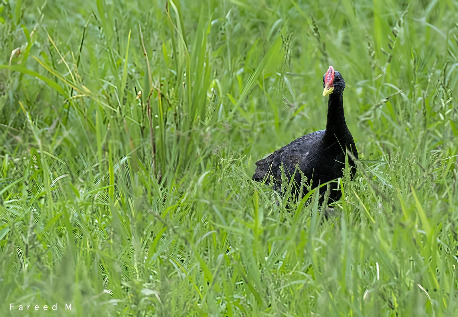 Watercock photographed in India by Fareed Mohmed
