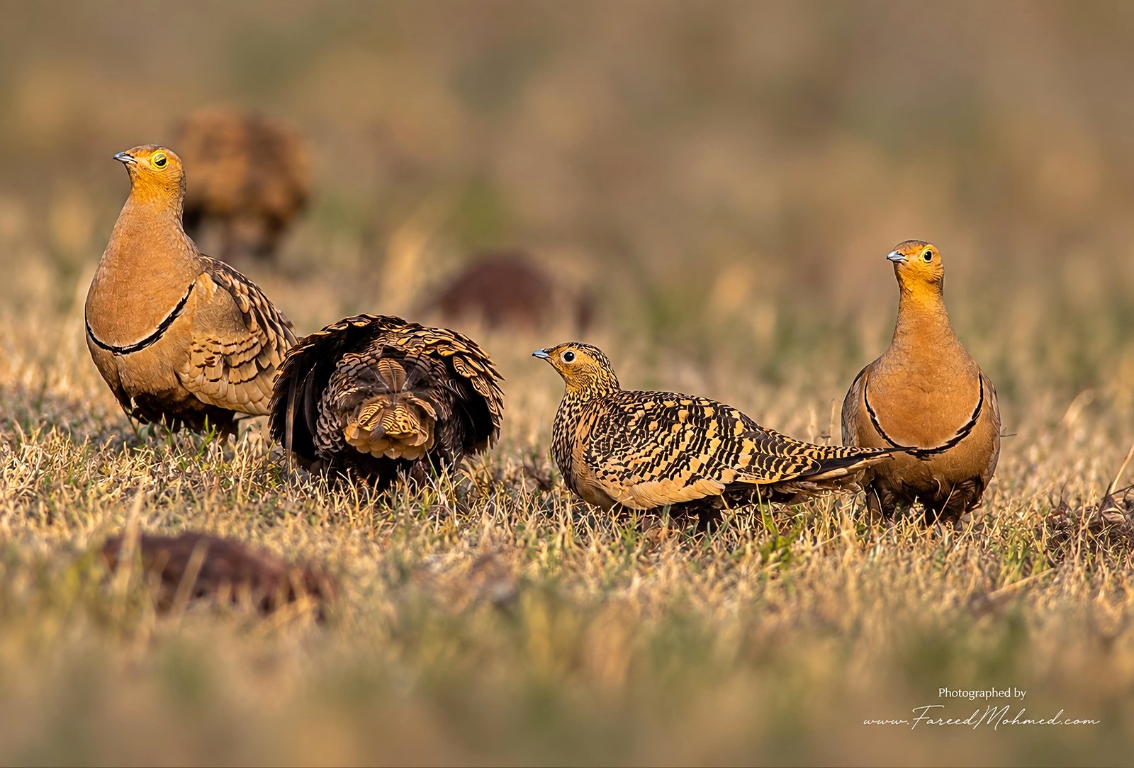 Chestnut-bellied Sandgrouse photographed in India by Fareed Mohmed