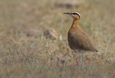 Indian Courser photographed in India by Fareed Mohmed