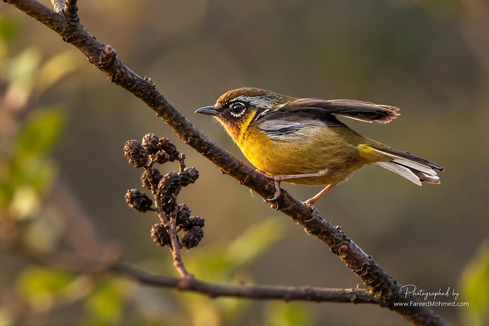 Black-eared Shrike-Babbler photographed in India by Fareed Mohmed
