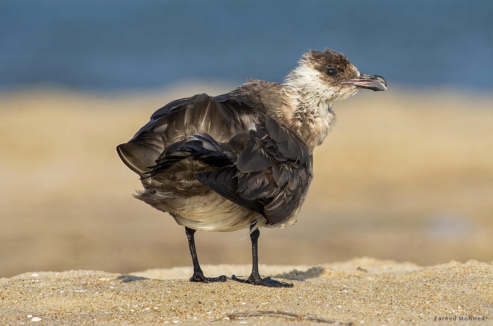 Parasitic Jaeger photographed in India by Fareed Mohmed