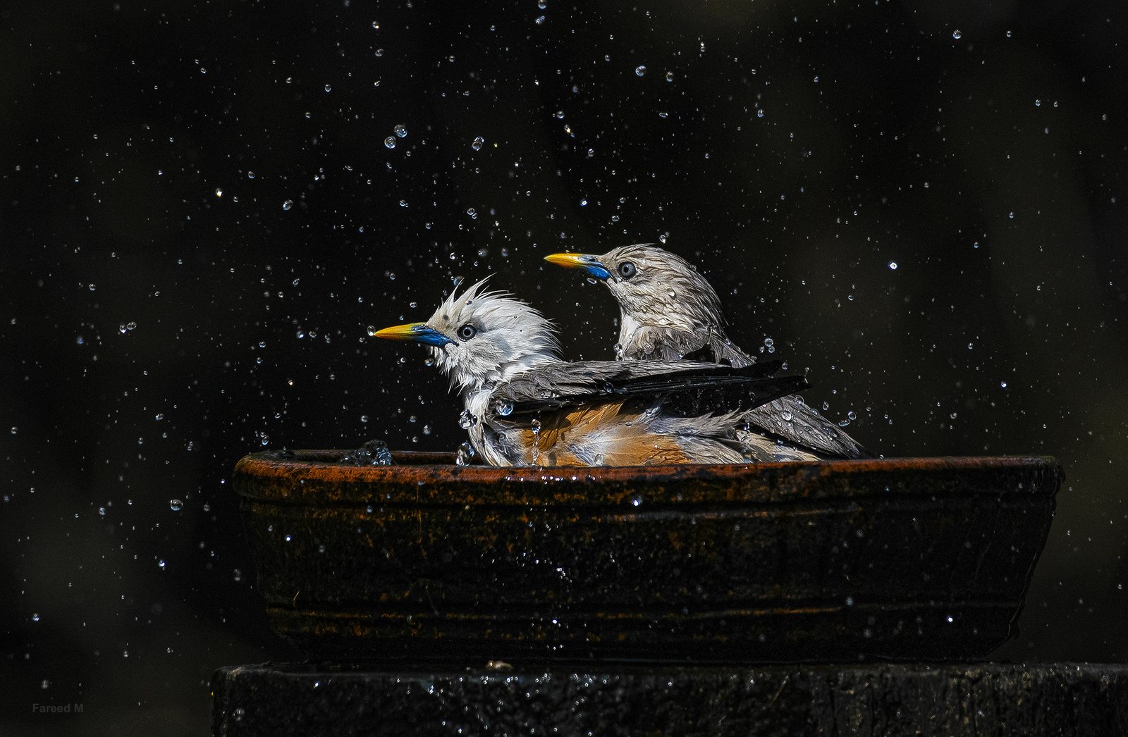 Malabar Starling photographed in India by Fareed Mohmed