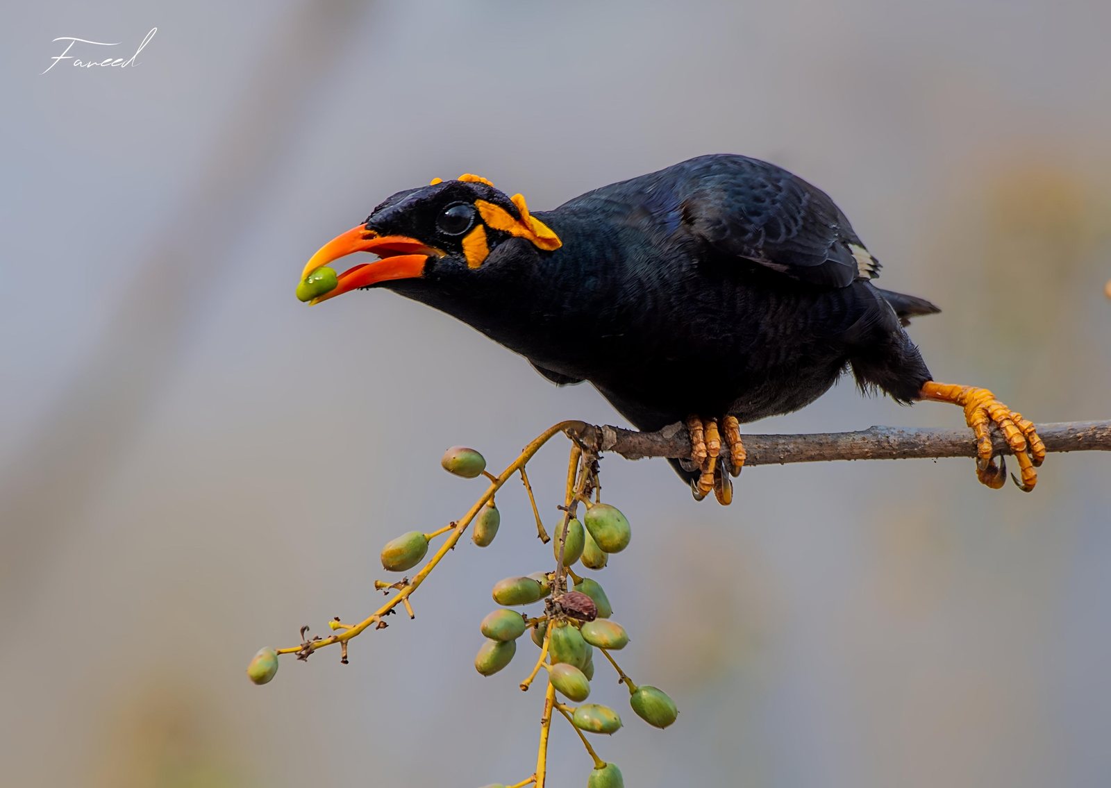 Common Hill Myna photographed in India by Fareed Mohmed