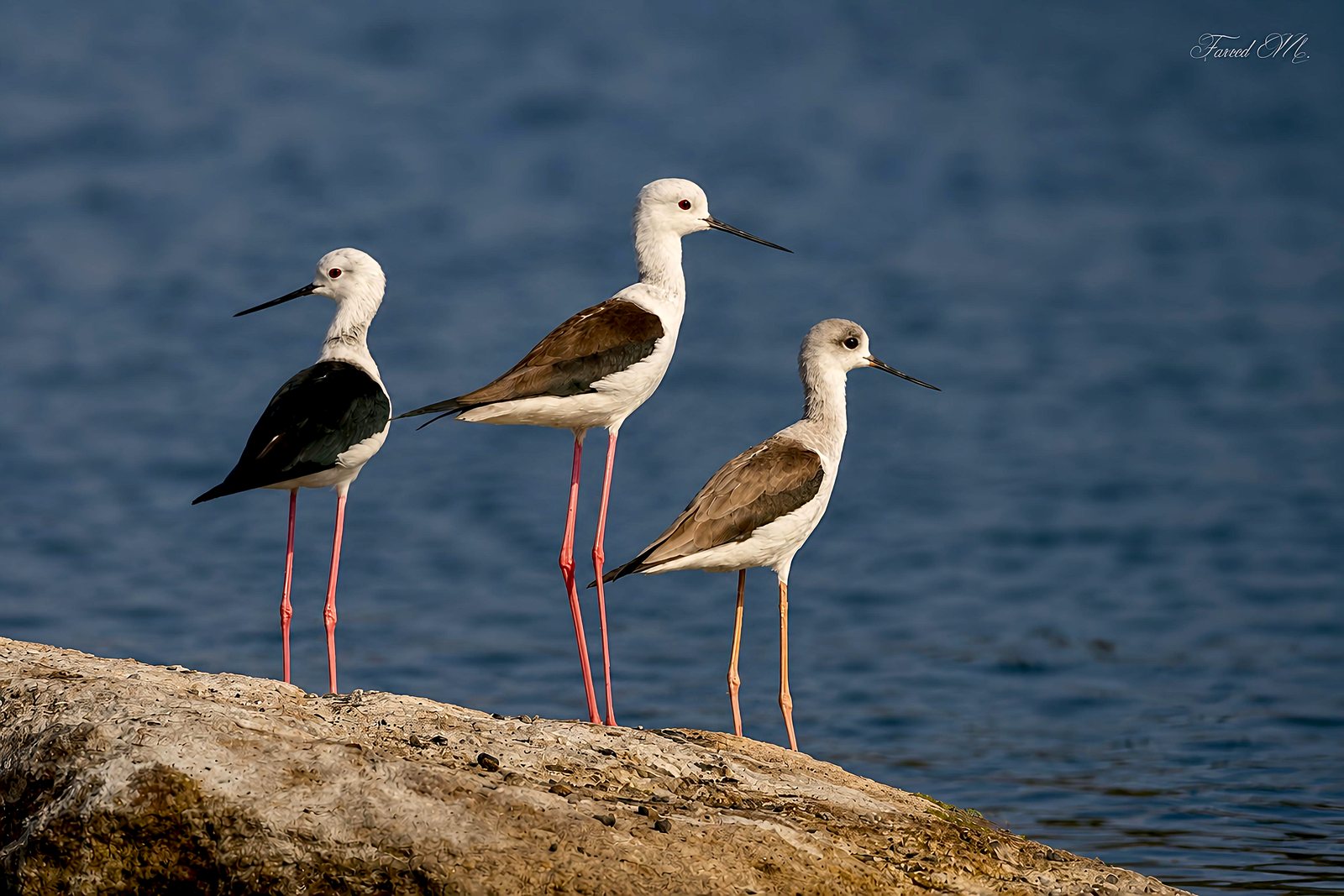 Black-winged Stilt photographed in India by Fareed Mohmed