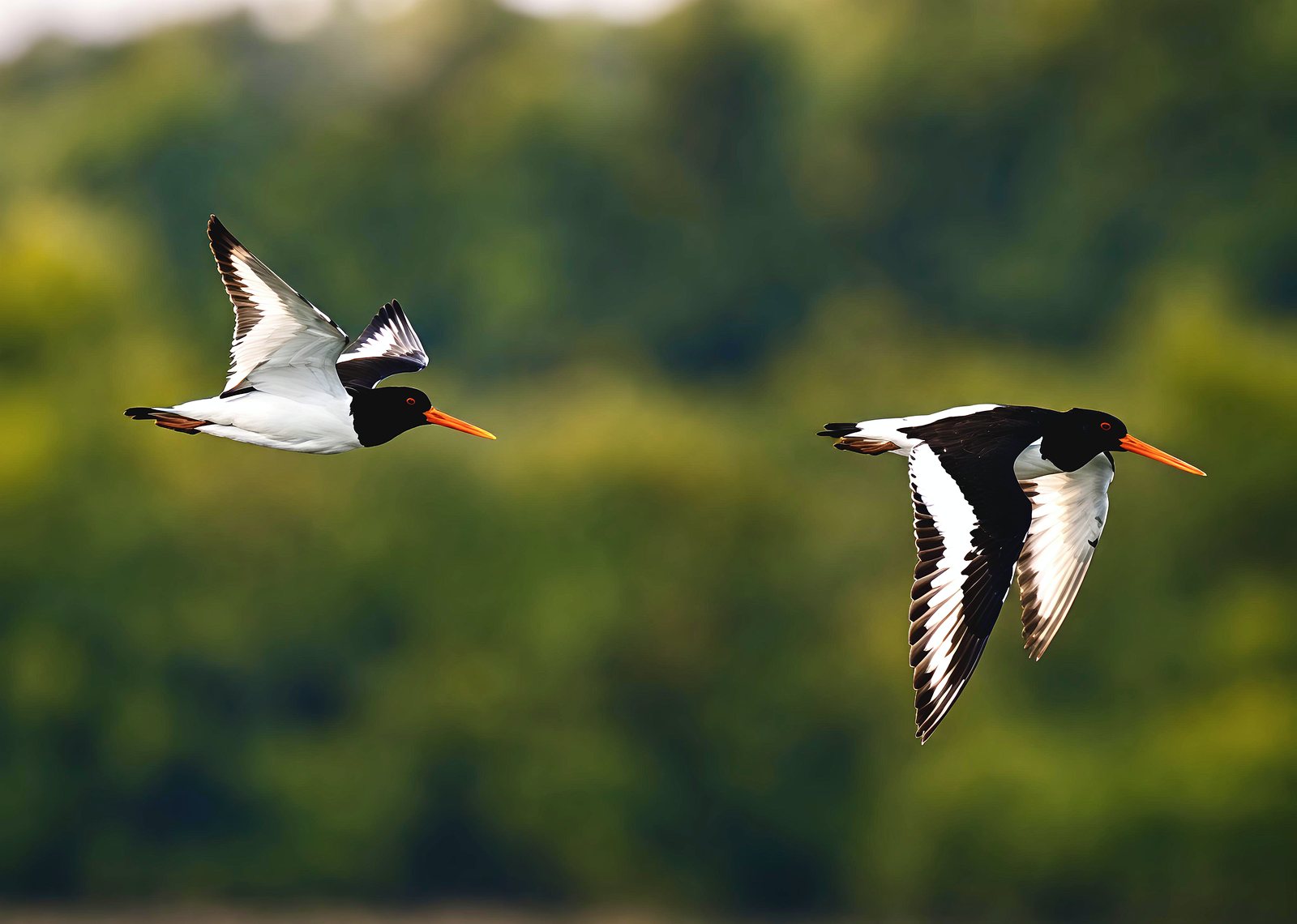 Eurasian Oystercatcher photographed in India by Fareed Mohmed