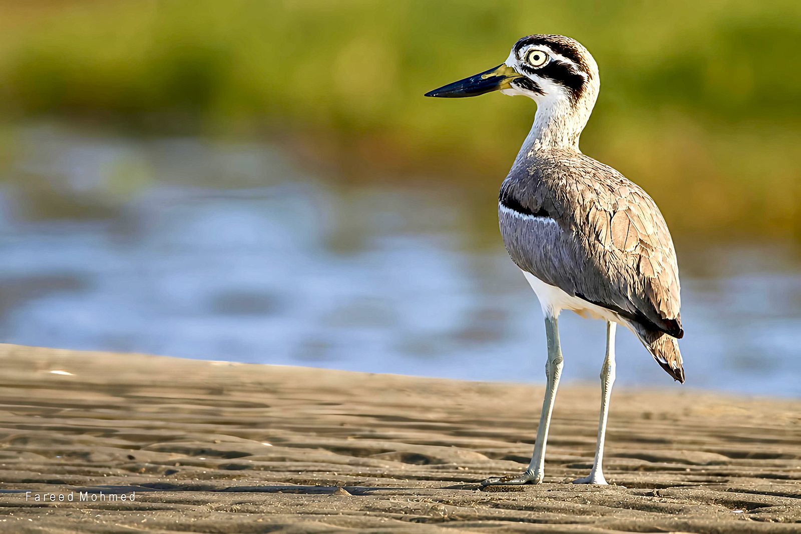 Great Thick-knee photographed in India by Fareed Mohmed