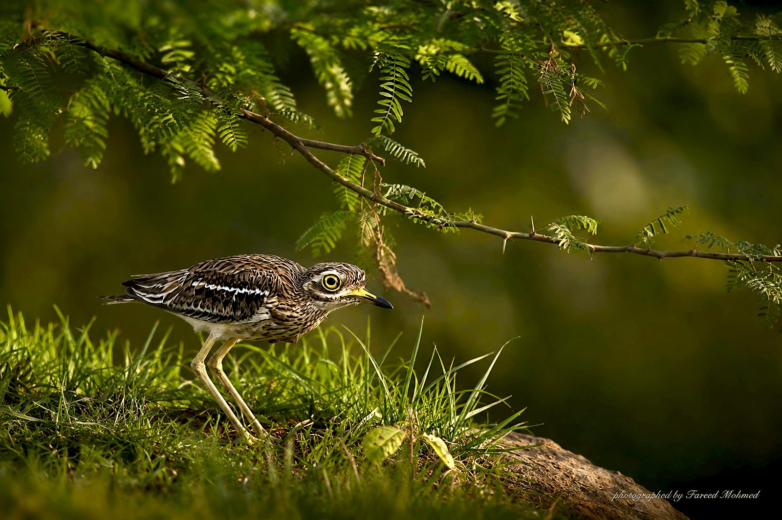 Indian Thick-knee photographed in India by Fareed Mohmed