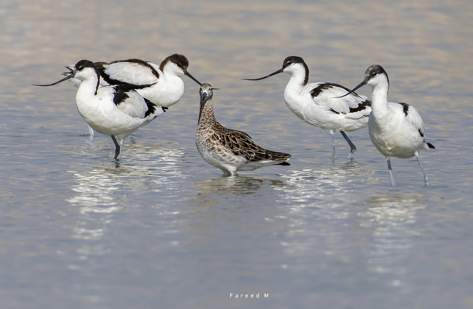 Pied Avocet photographed in India by Fareed Mohmed