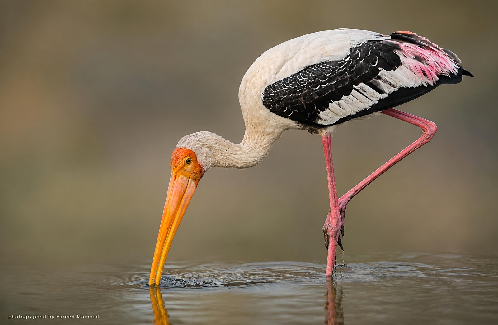 Painted Stork photographed in India by Fareed Mohmed