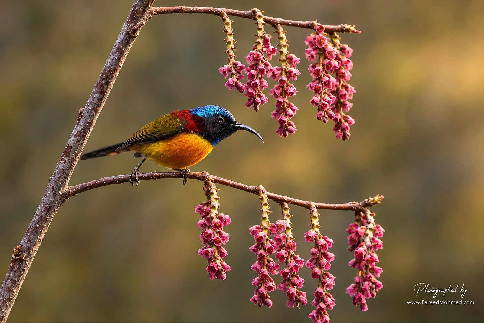 Green-tailed Sunbird photographed in India by Fareed Mohmed