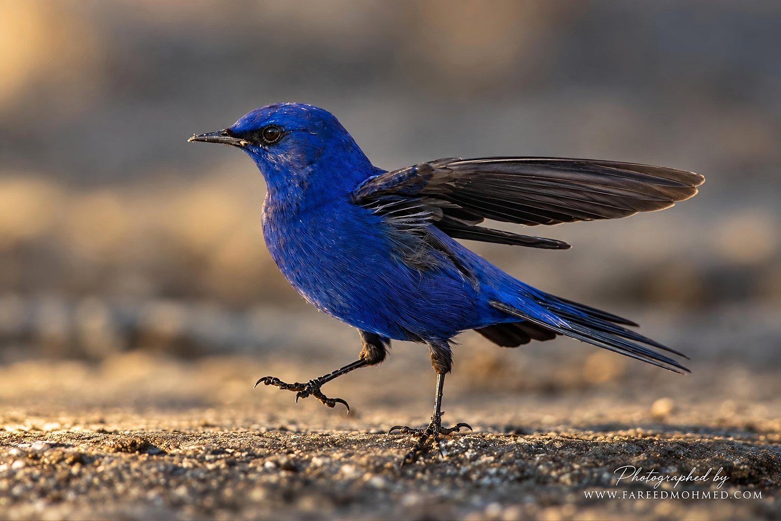 Grandala photographed in India by Fareed Mohmed