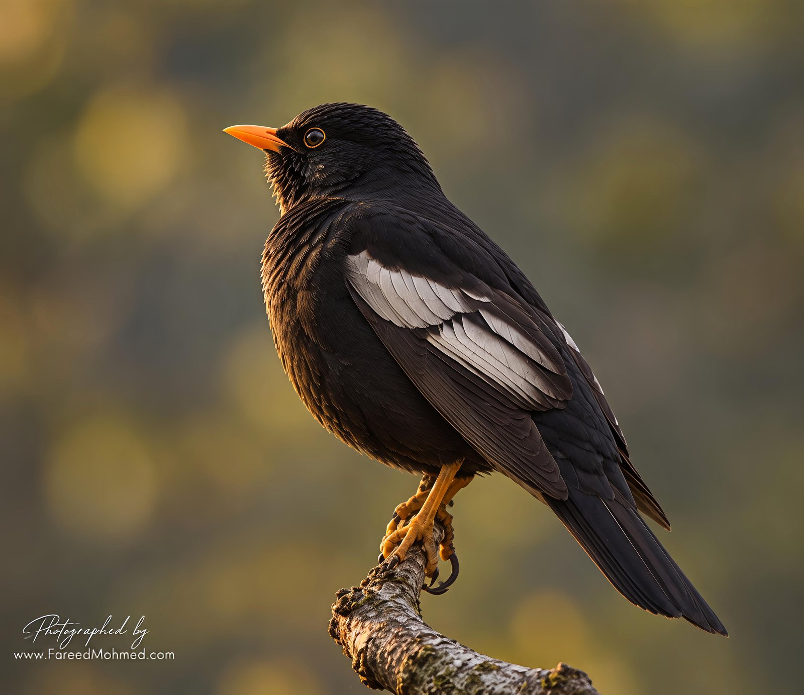 Gray-winged Blackbird photographed in India by Fareed Mohmed