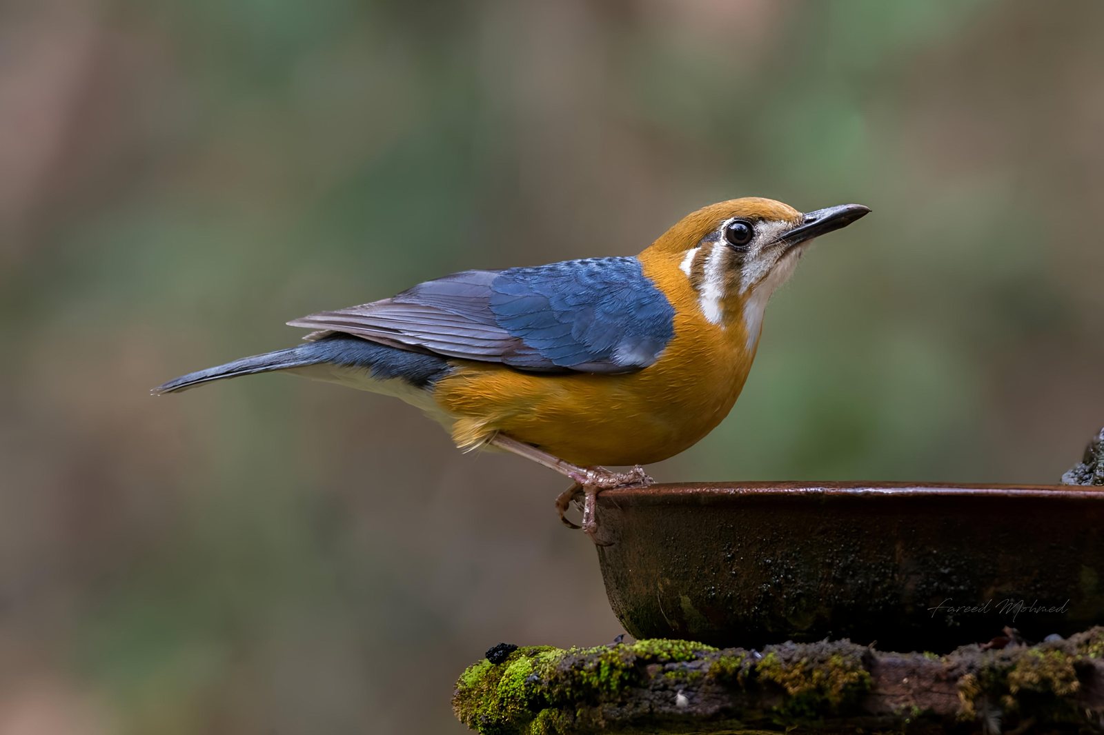 Orange-headed Thrush photographed in India by Fareed Mohmed