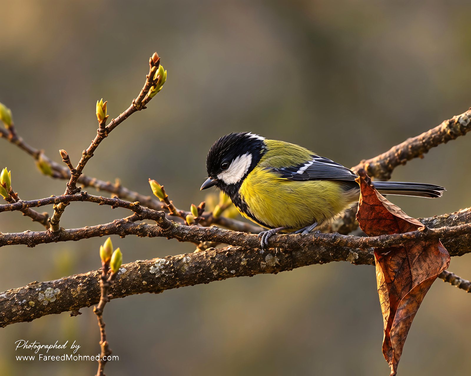 Green-backed Tit photographed in India by Fareed Mohmed