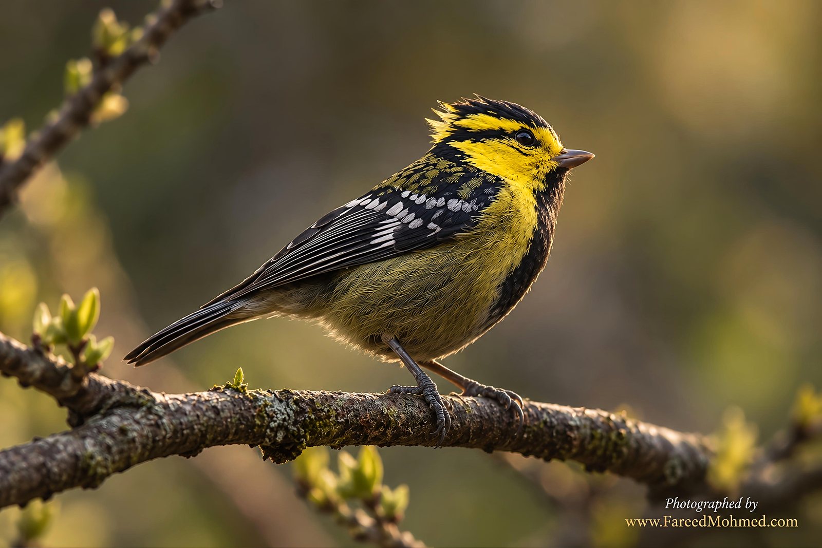 Yellow-cheeked Tit photographed in India by Fareed Mohmed