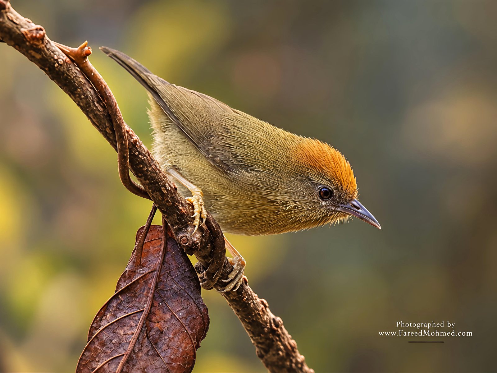 Rufous-capped Babbler photographed in India by Fareed Mohmed