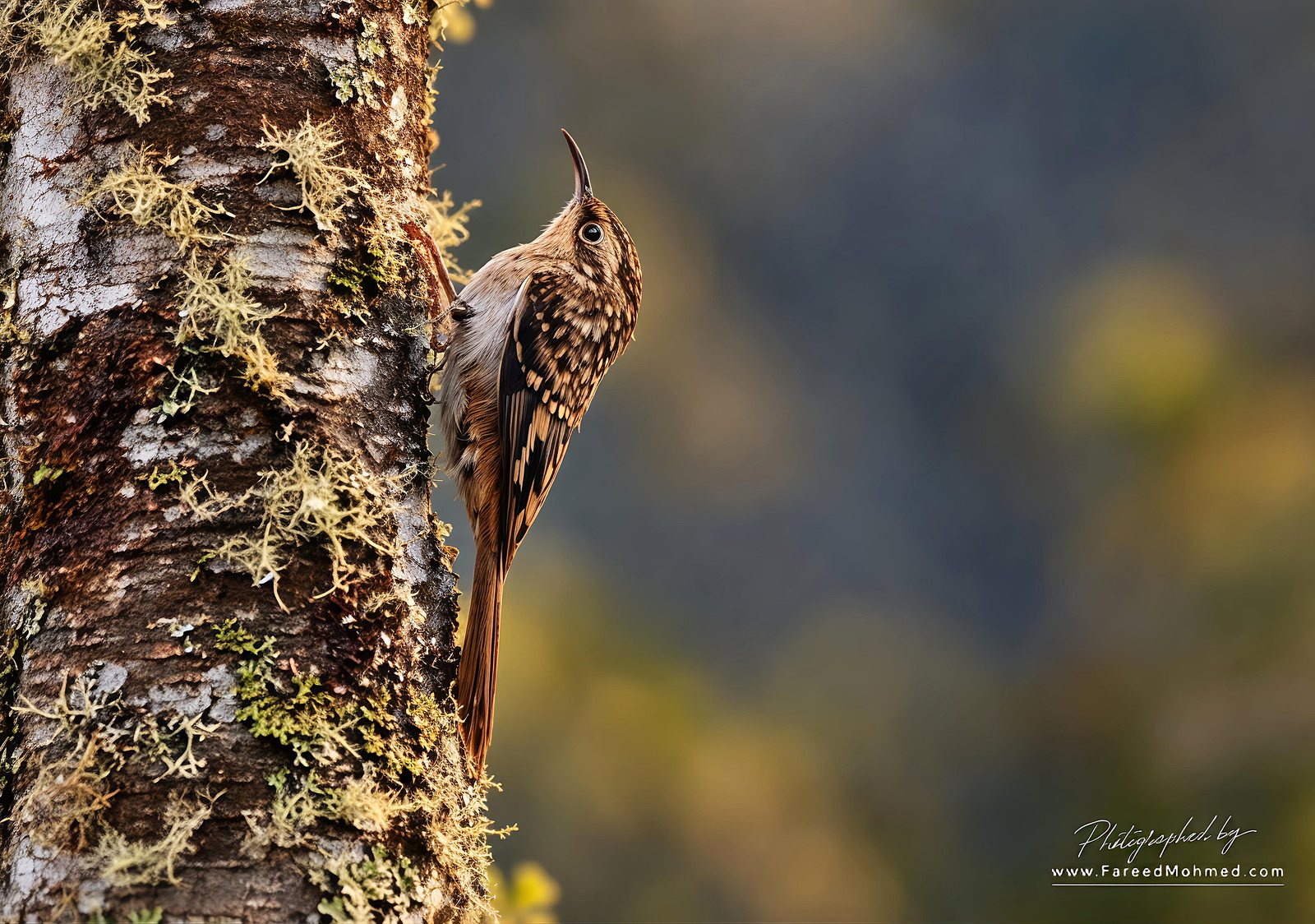 Sikkim Treecreeper photographed in India by Fareed Mohmed