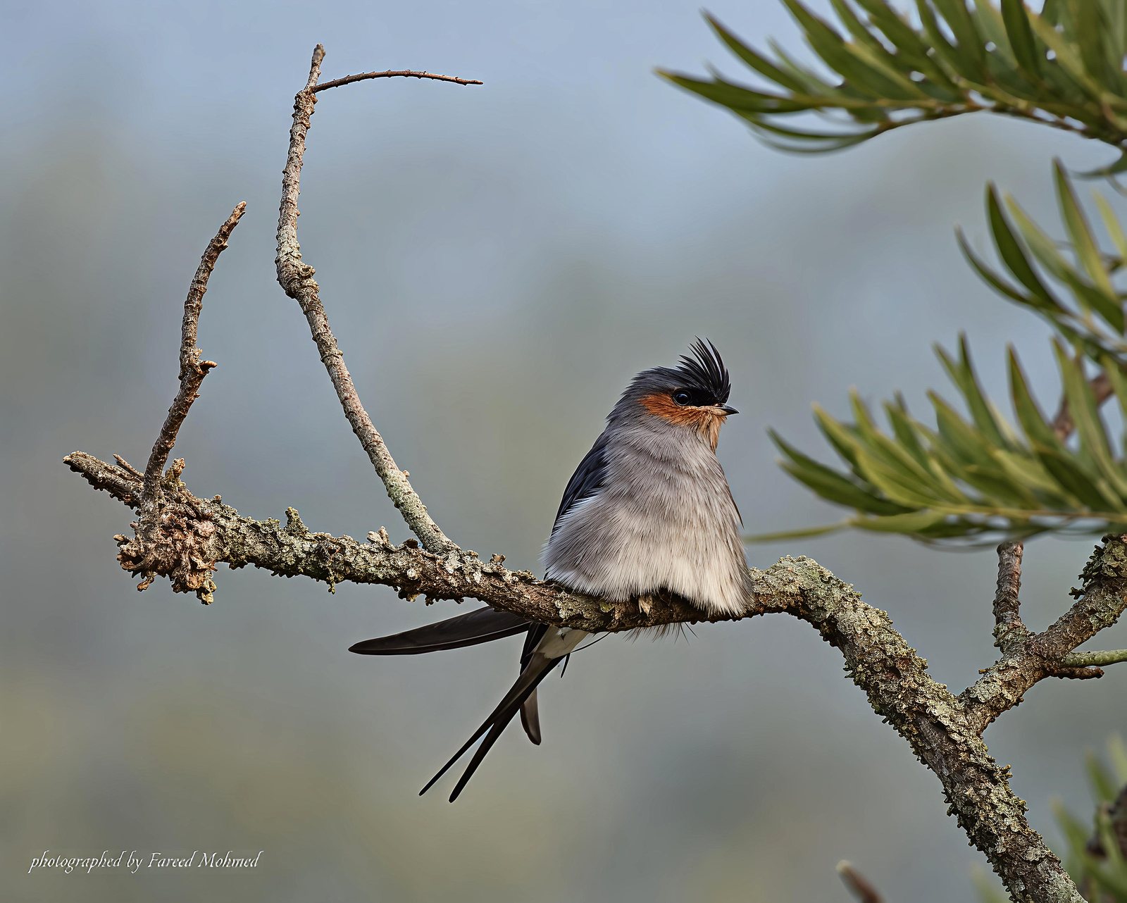Crested Treeswift photographed in India by Fareed Mohmed