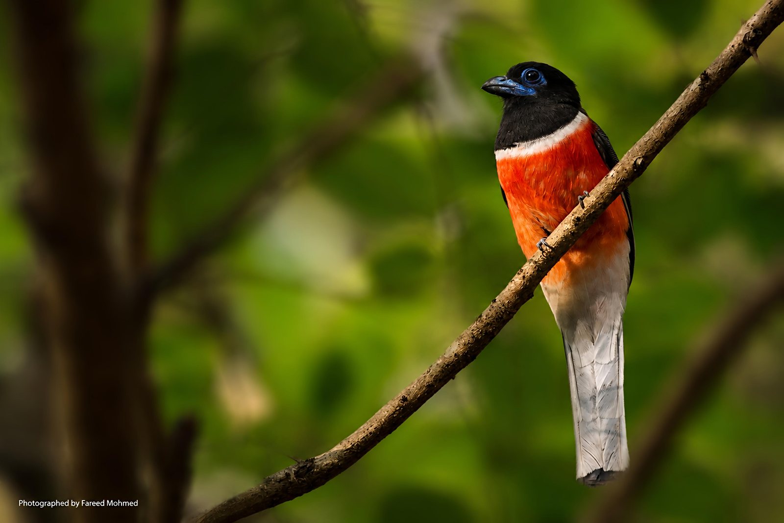 Malabar Trogon photographed in India by Fareed Mohmed
