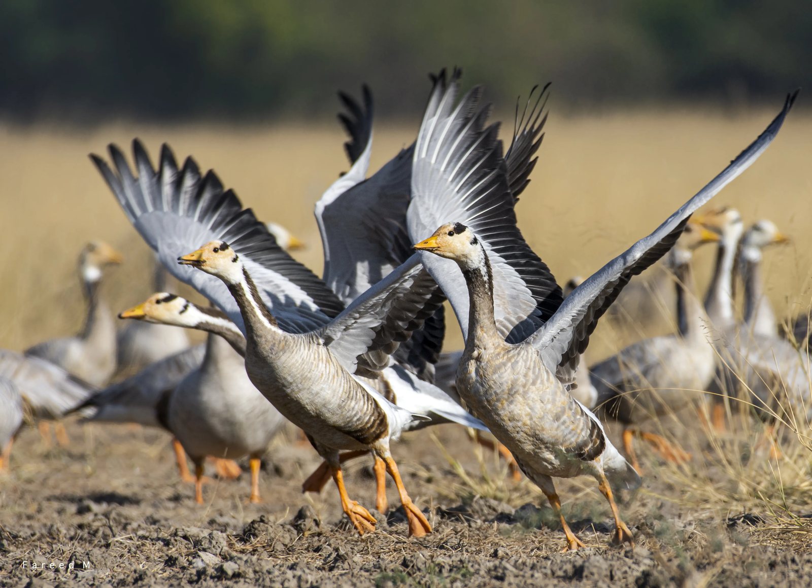 Bar-headed Goose photographed in India by Fareed Mohmed