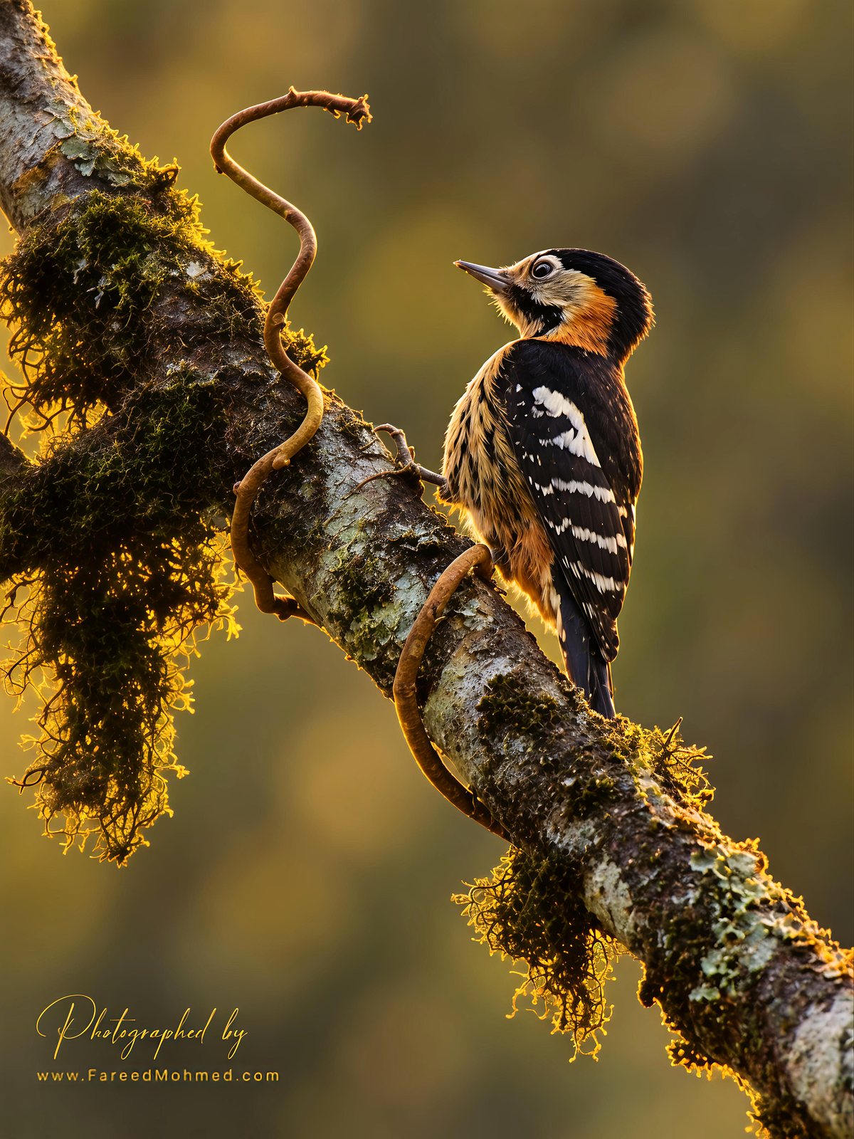 Darjeeling Woodpecker photographed in India by Fareed Mohmed