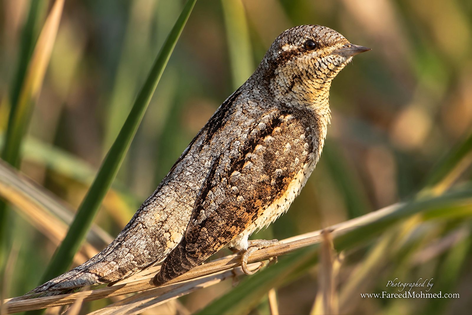 Eurasian Wryneck photographed in India by Fareed Mohmed