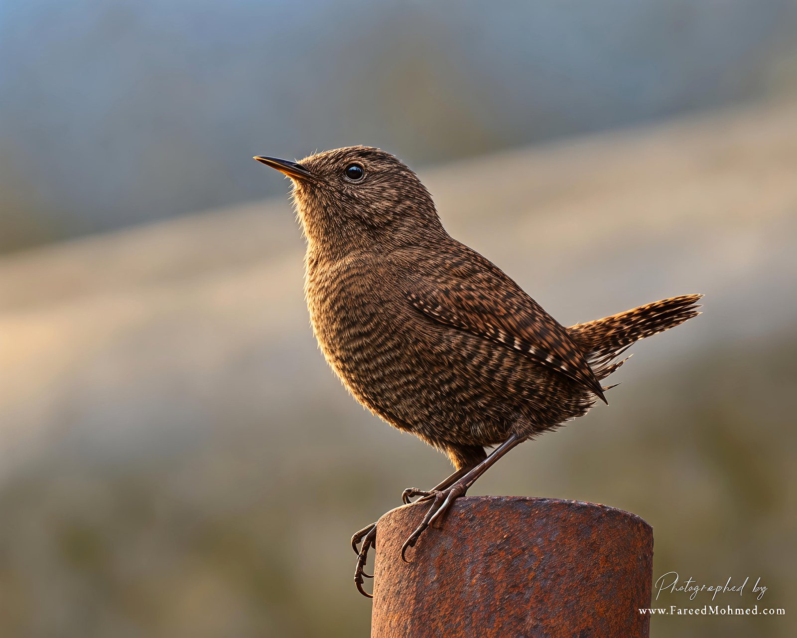 Eurasian Wren photographed in India by Fareed Mohmed