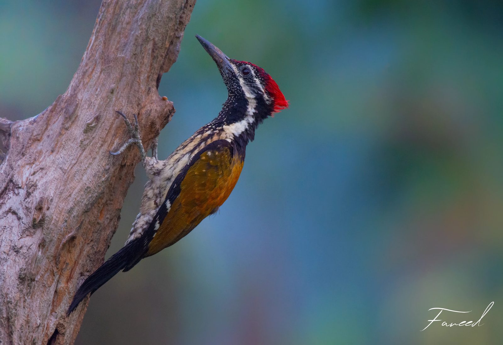 A Black-rumped Flameback with red crown and golden wings on a stump.