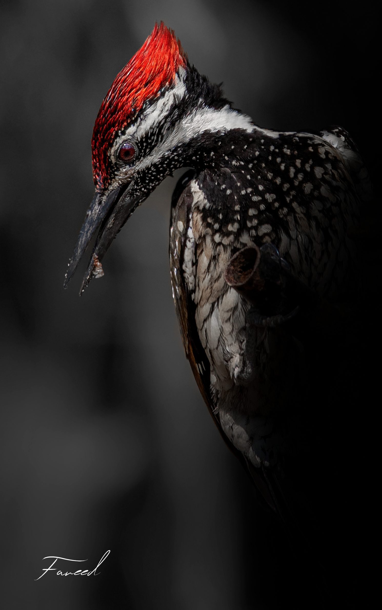 A flameback woodpecker with scarlet crest bowed, lit against a dark background.