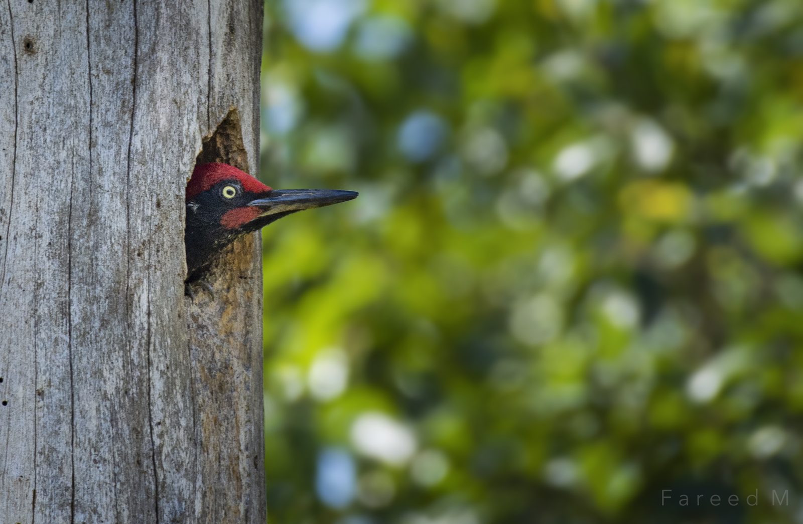 A flameback woodpecker looking out from a nest hole cut into a dead trunk.