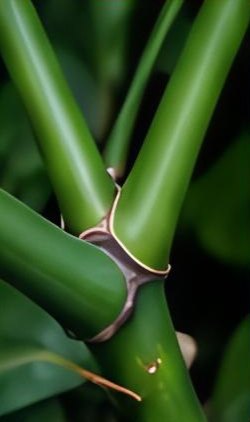 Stem with nodes