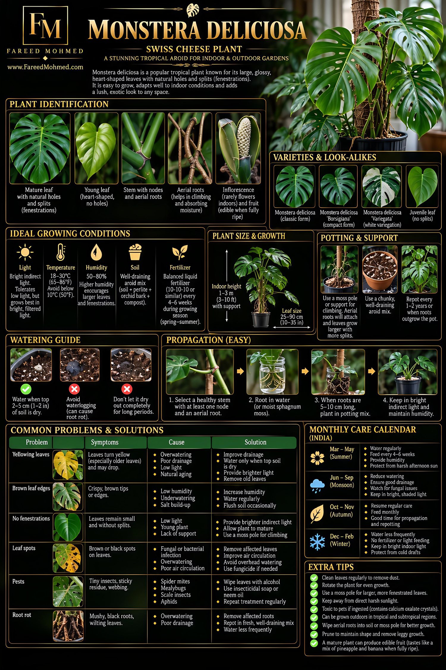 Monstera care poster