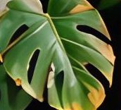 Brown leaf edges