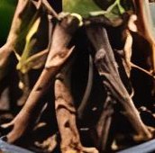 Root rot