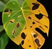 Leaf spots