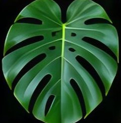 Monstera deliciosa