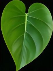 Juvenile leaf