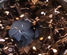 Avoid waterlogging. It can cause root rot.